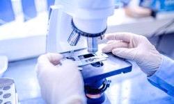 Внутренние часы бактерий