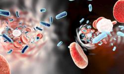 Магнитные бактерии