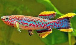 Рыбы помогают справиться с процессом старения