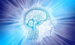 Участие нейронов в принятии решения