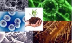 Защита растений от микроорганизмов